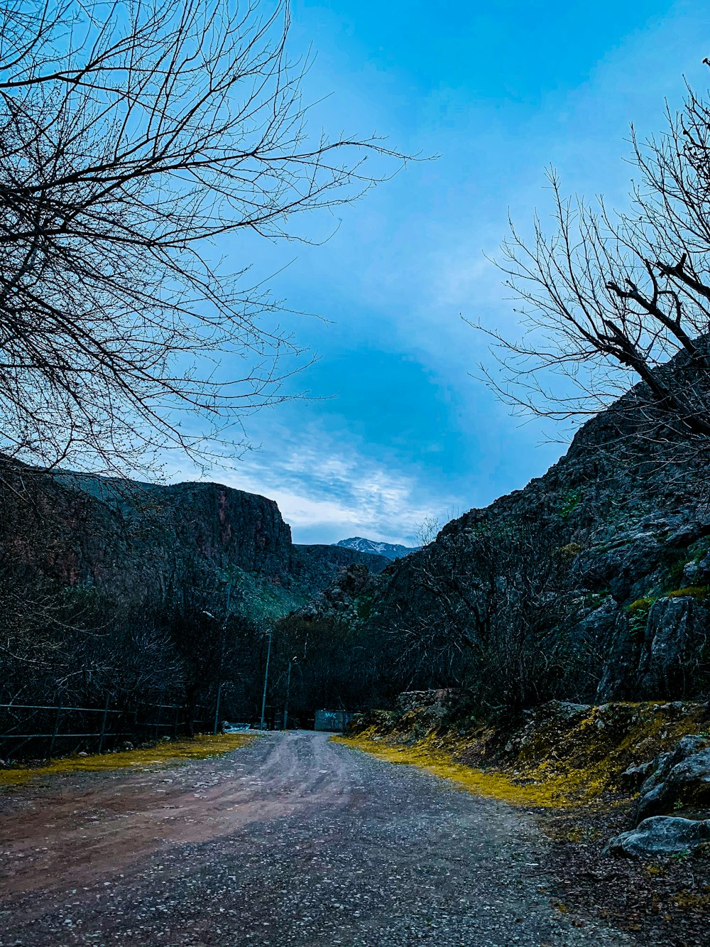 a road with trees on the side