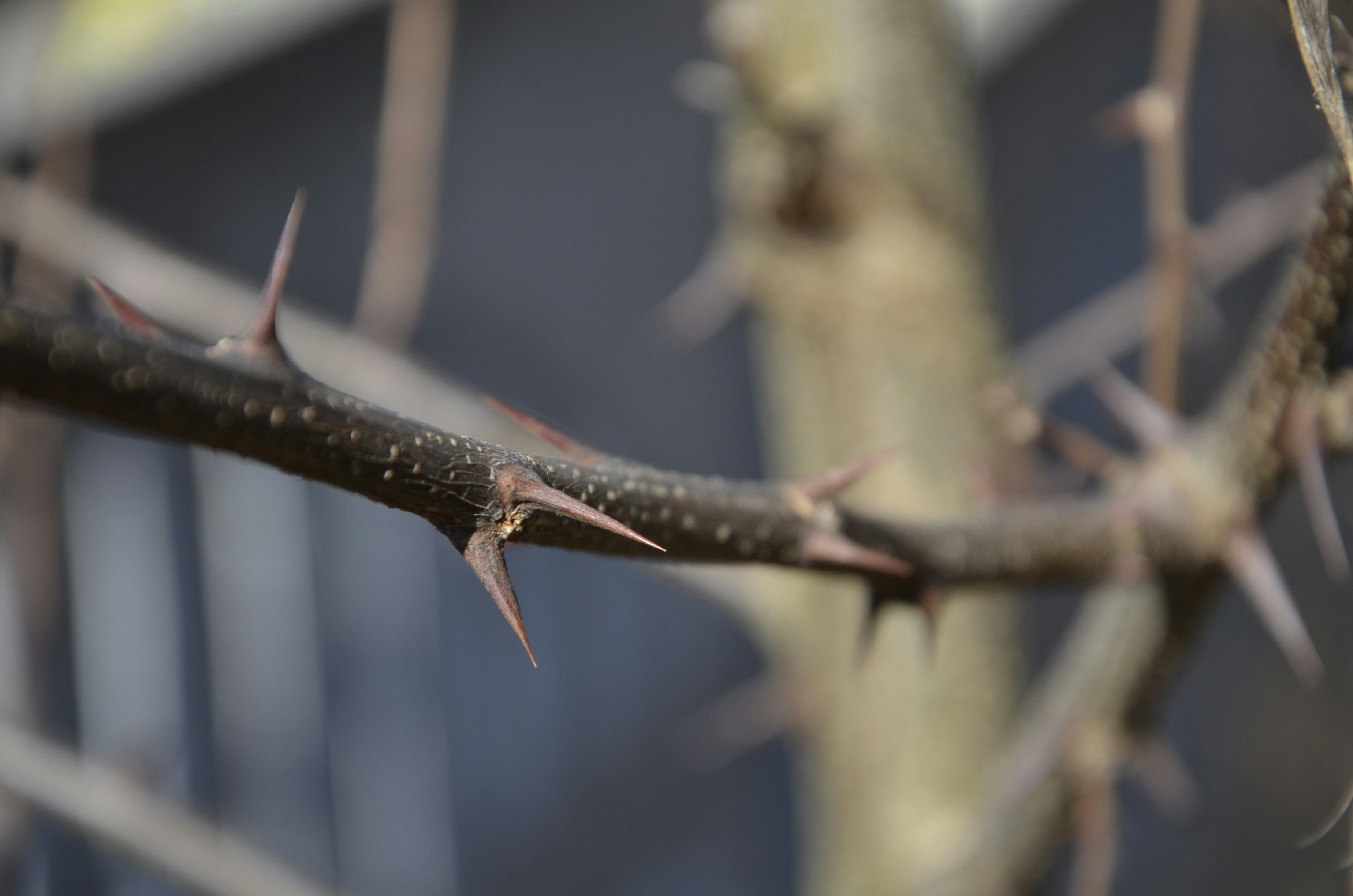 Photo by renovatio72