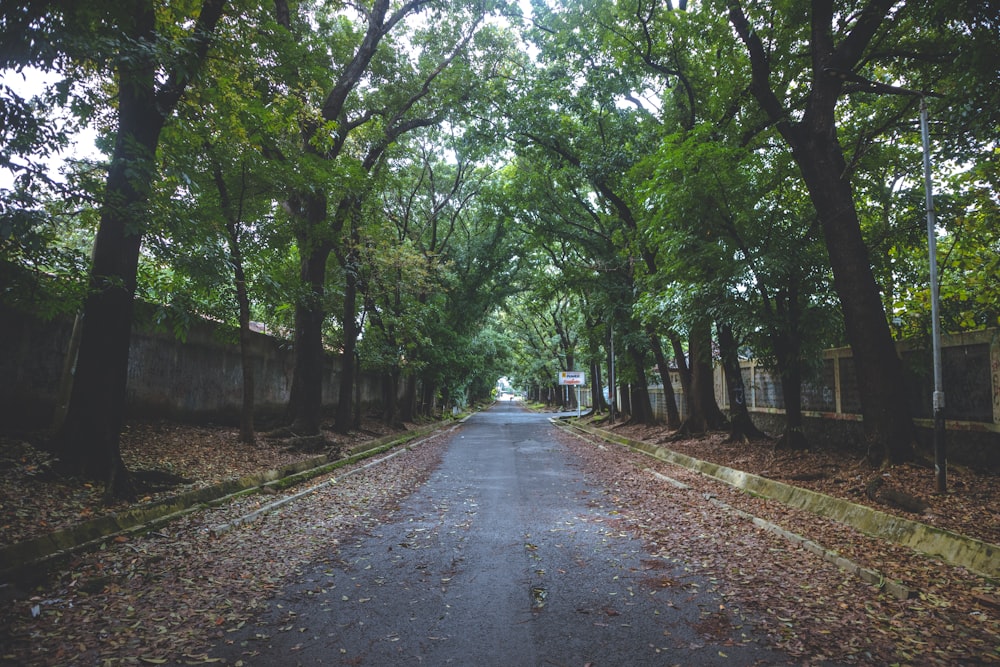 a dirt road with trees on either side of it