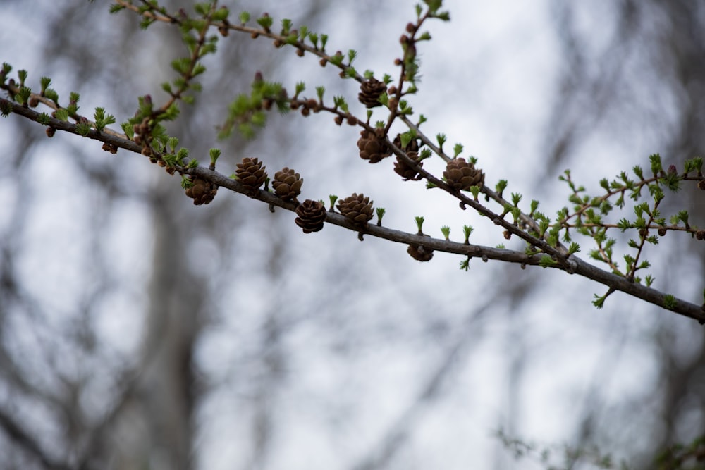 a tree branch with small flowers