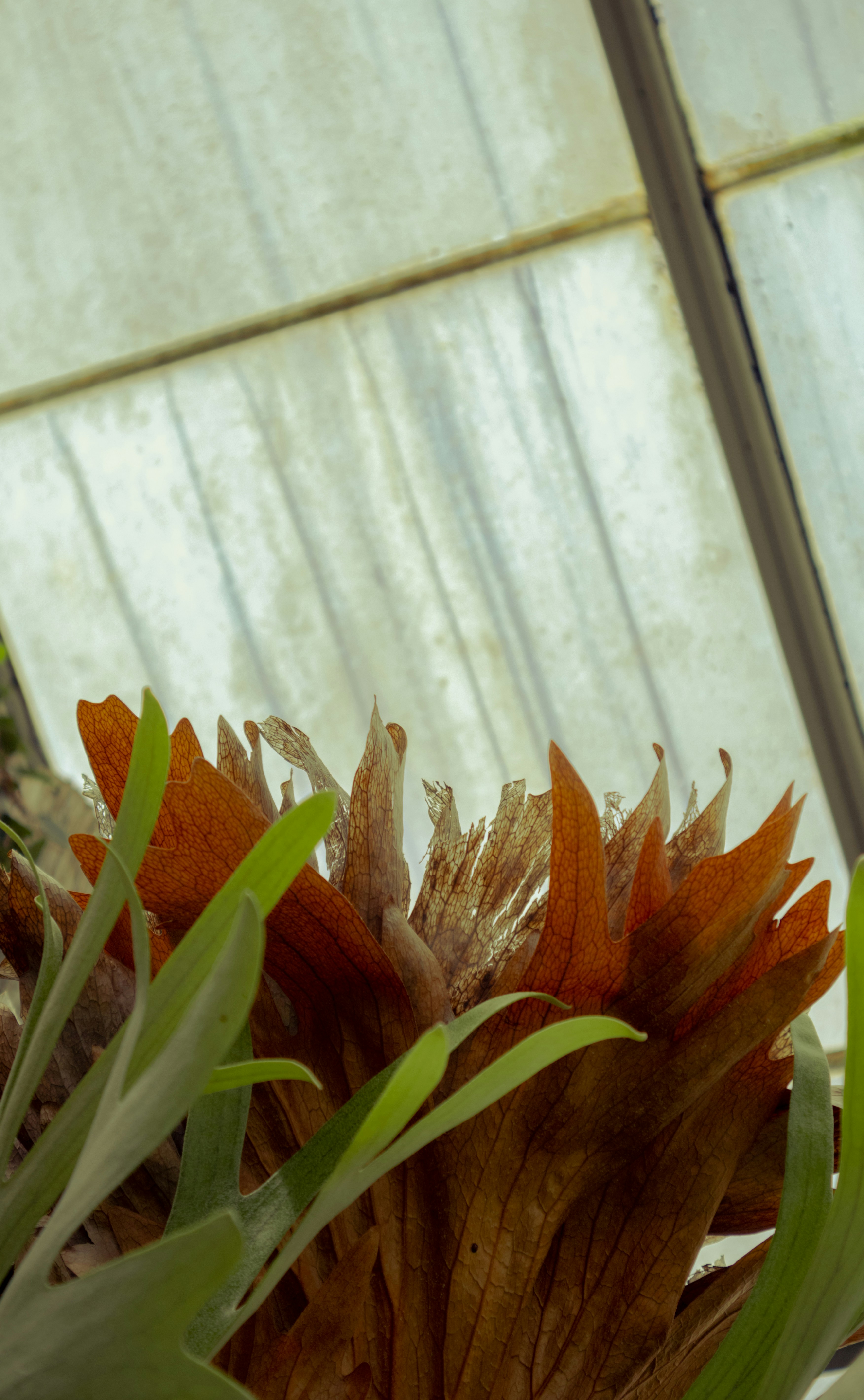 Eine Pflanze mit Blättern