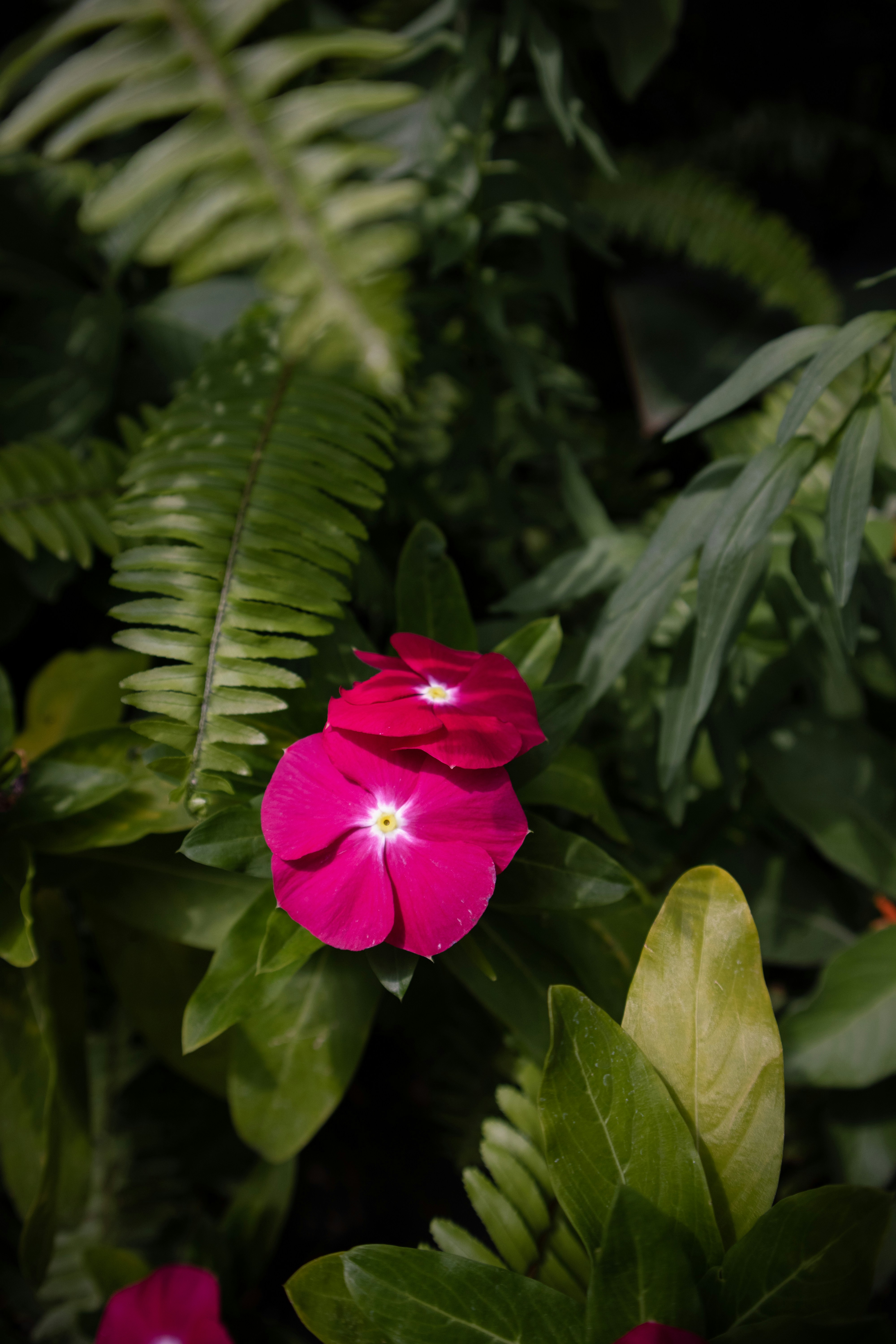 eine rosa Blume, umgeben von grünen Blättern