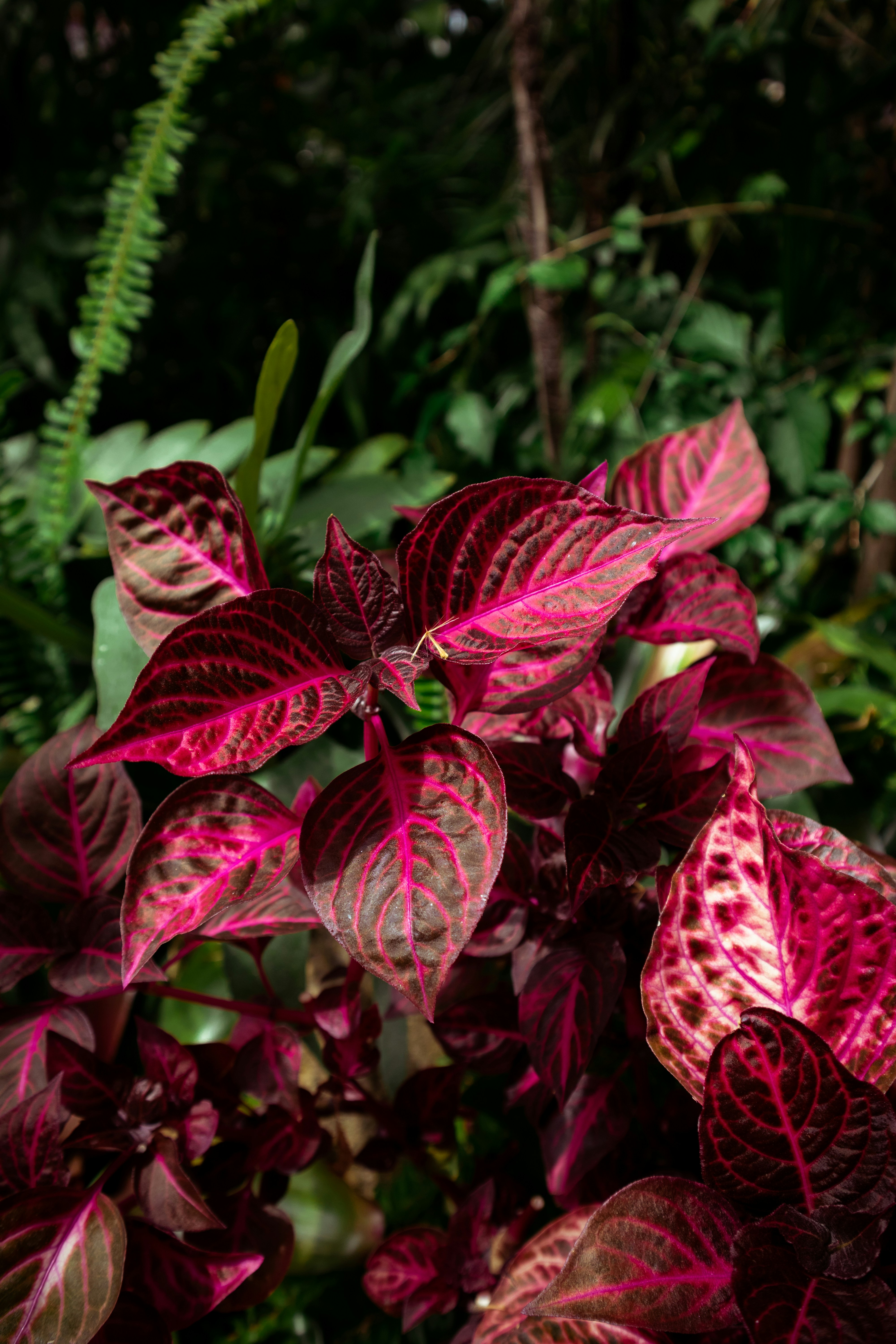 Nahaufnahme einiger Blätter