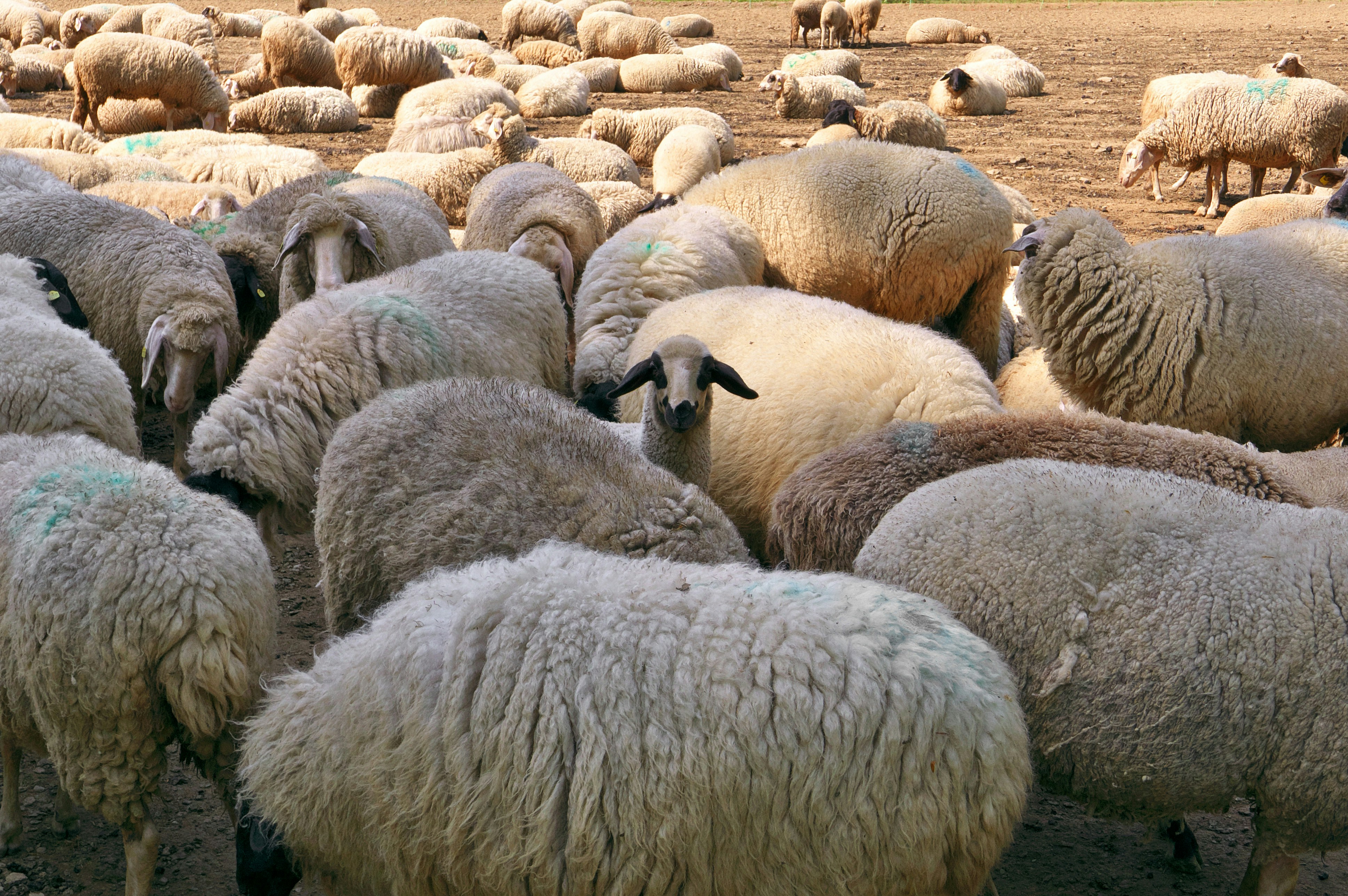 a flock of sheep in a field