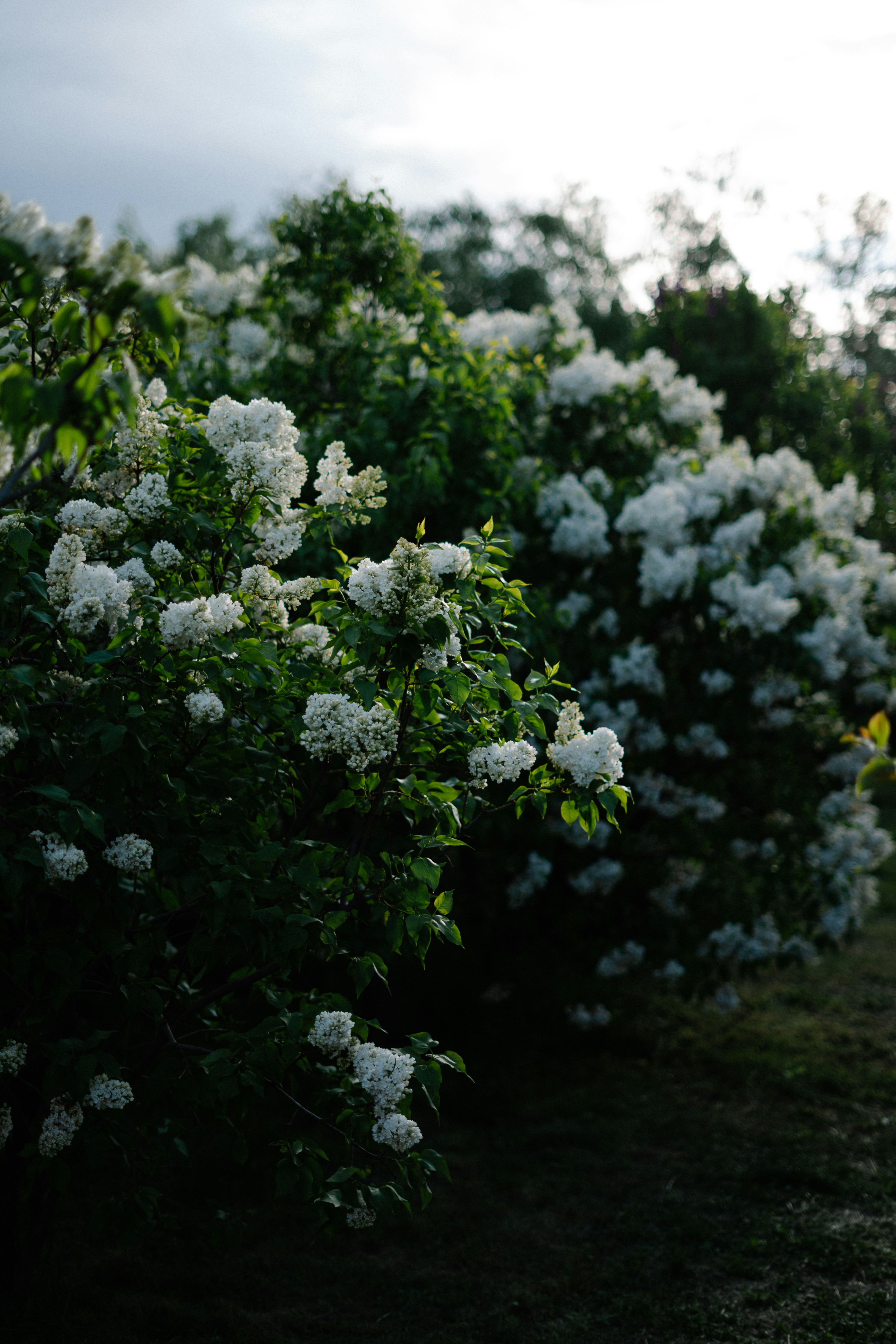 Photo by albina___white