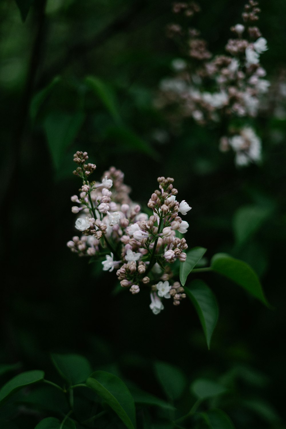 a close up of a flower