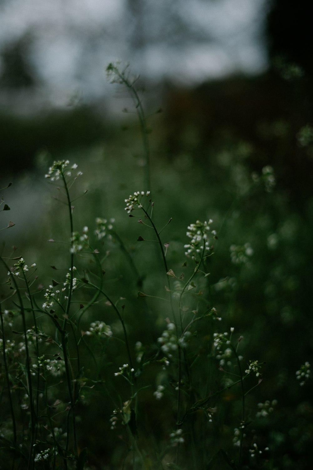 a close up of a plant