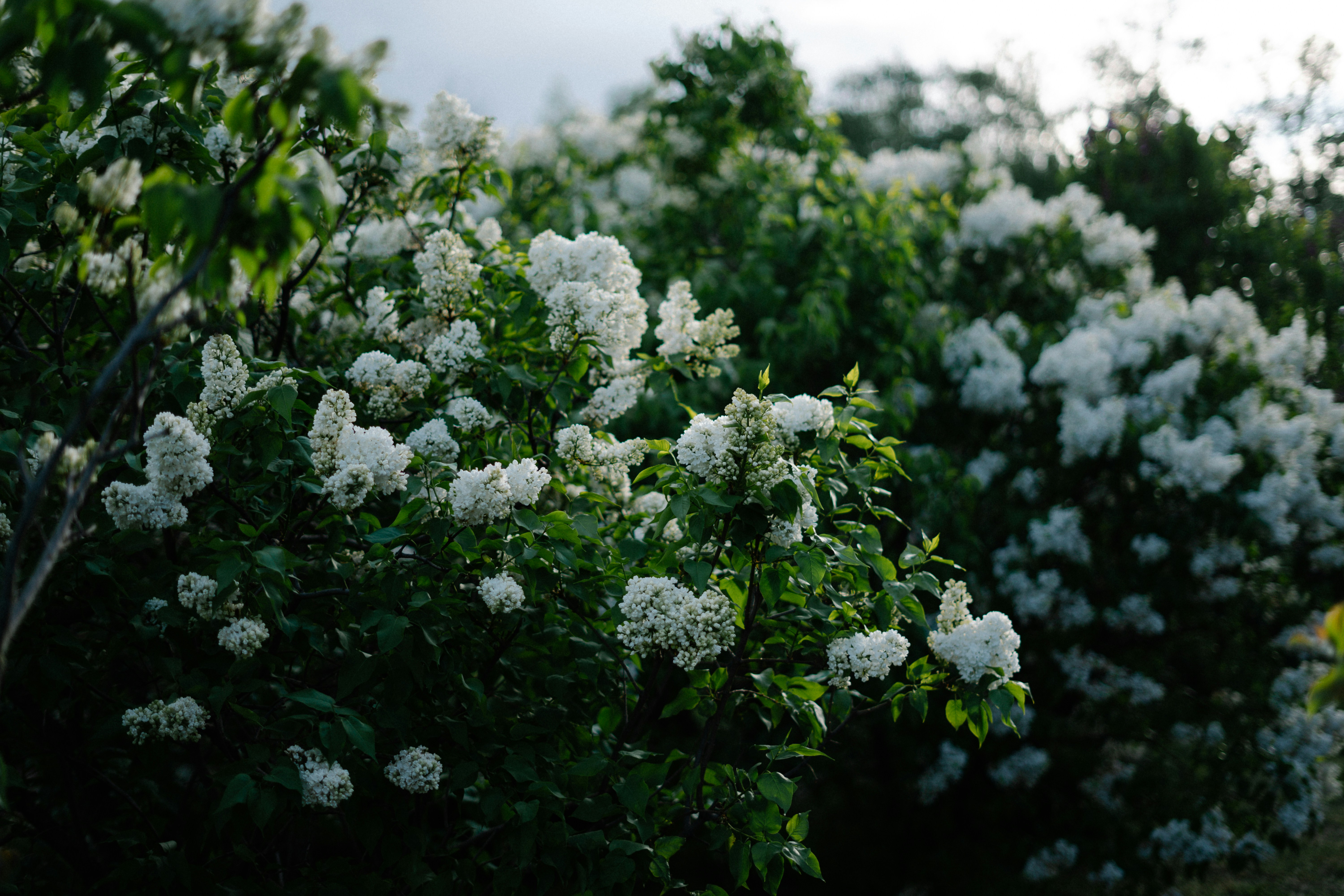 Photo by albina___white