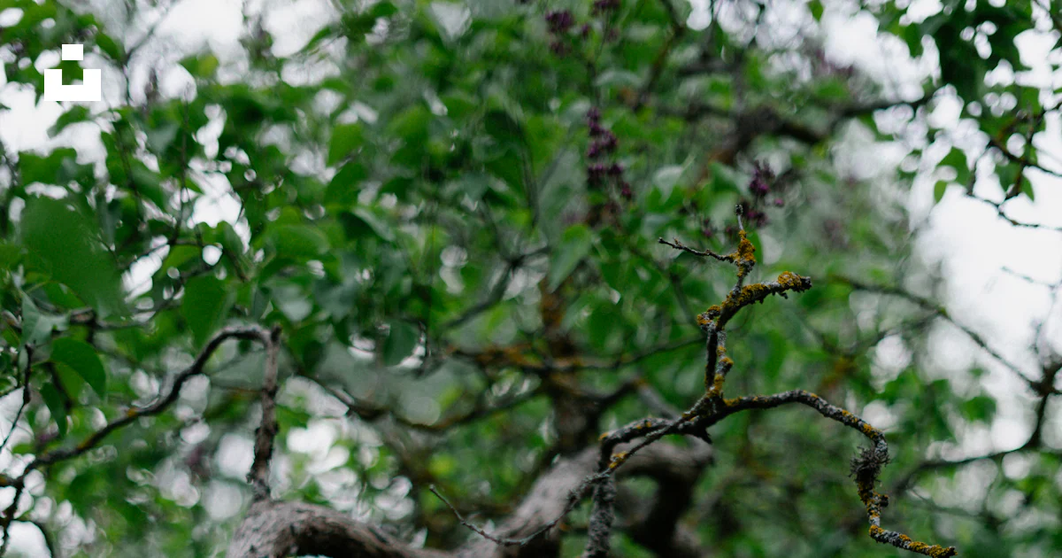 Foto Un árbol con muchas ramas – Imagen Planta gratis en Unsplash