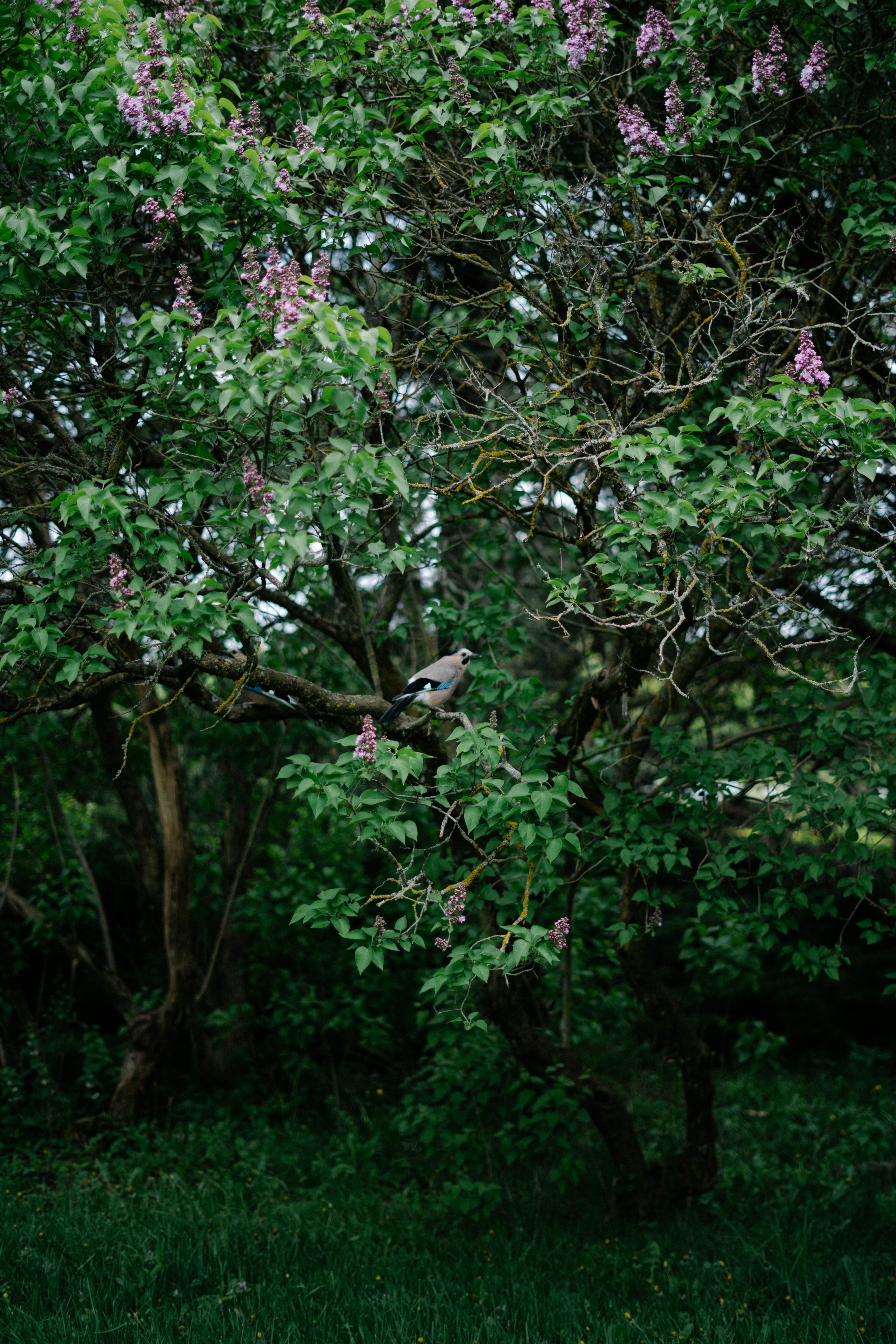 Photo by albina___white