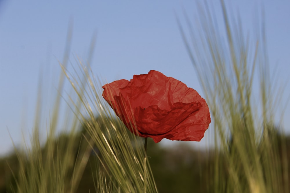 a red flower in a field