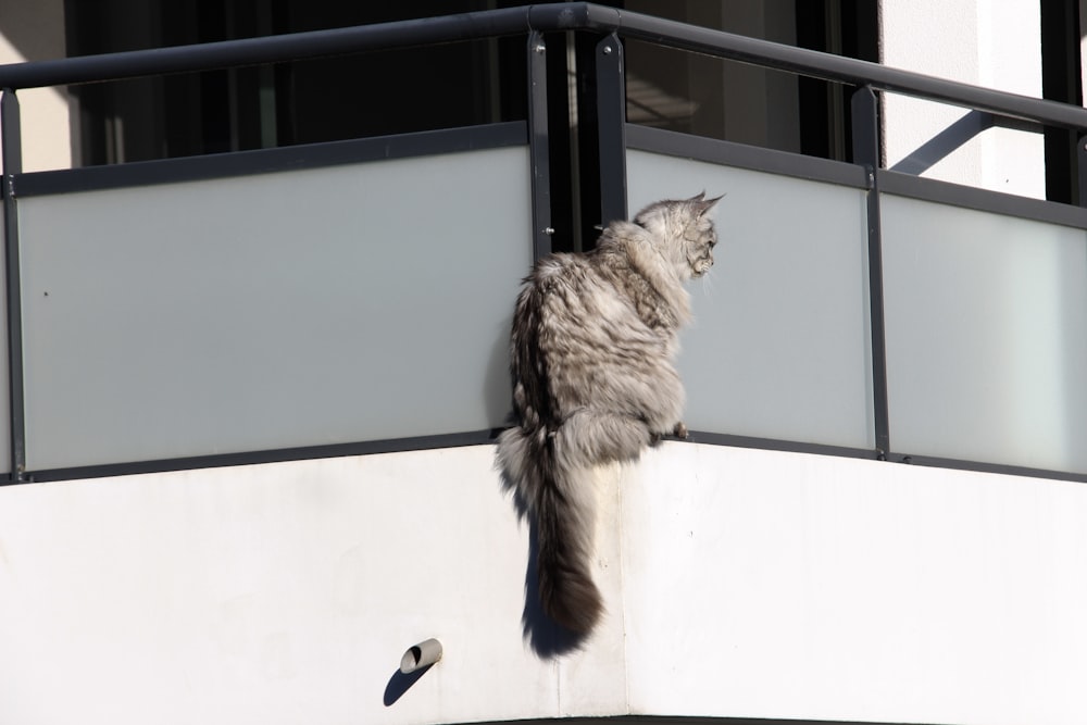 a cat sitting on a railing