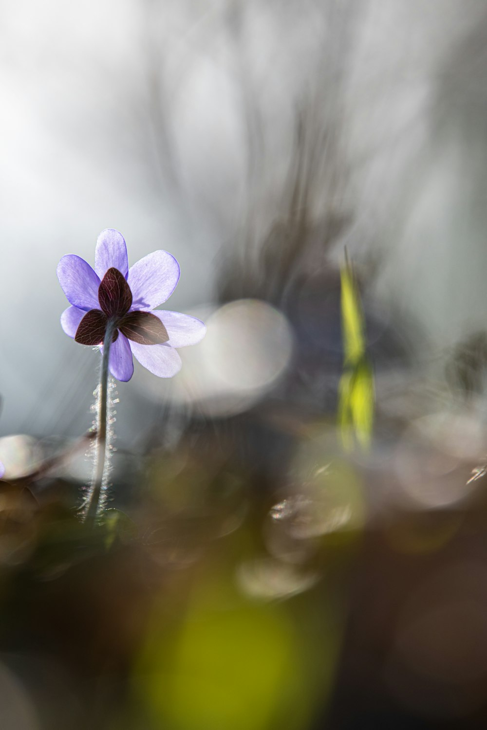 a close up of a flower