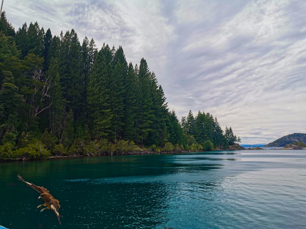 a body of water with trees around it