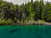 a body of water with trees around it