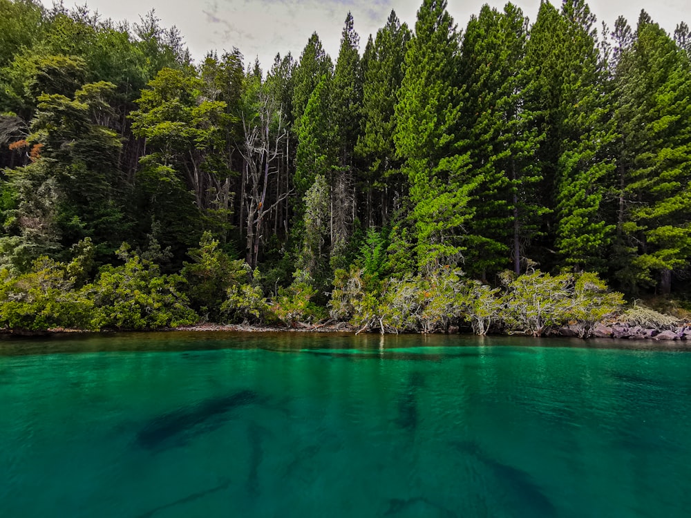 a body of water with trees around it