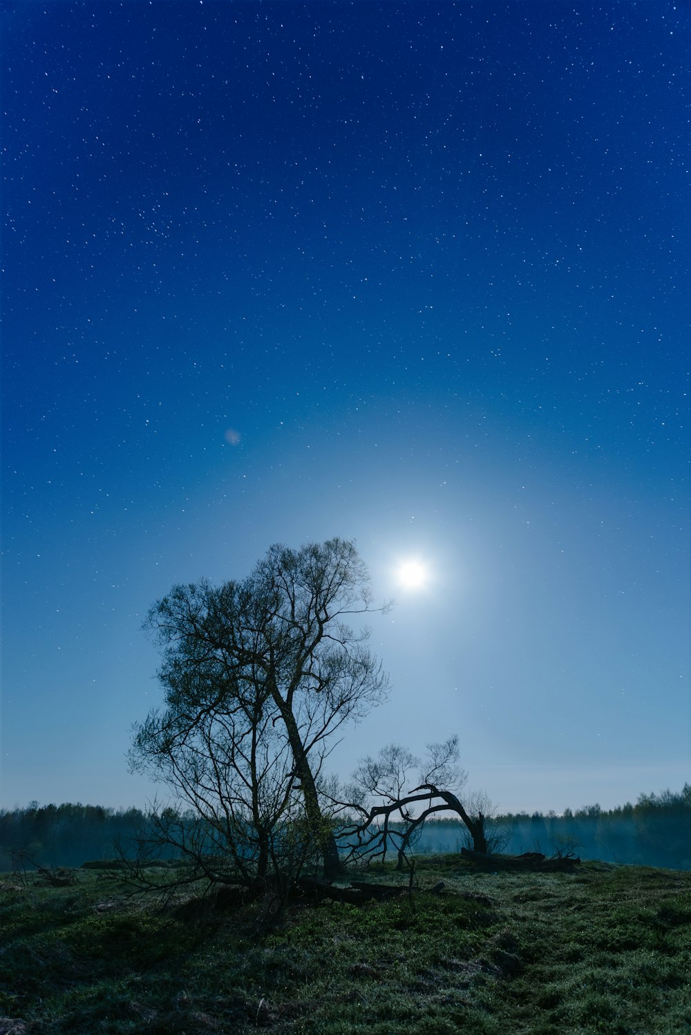 a tree in a field