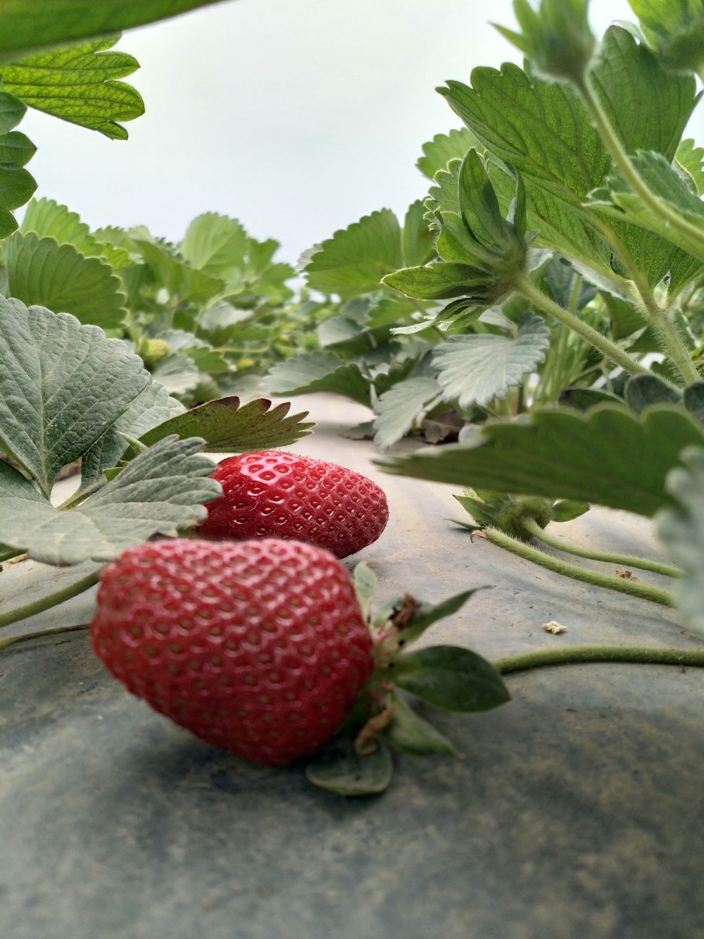a couple of strawberries on a plant