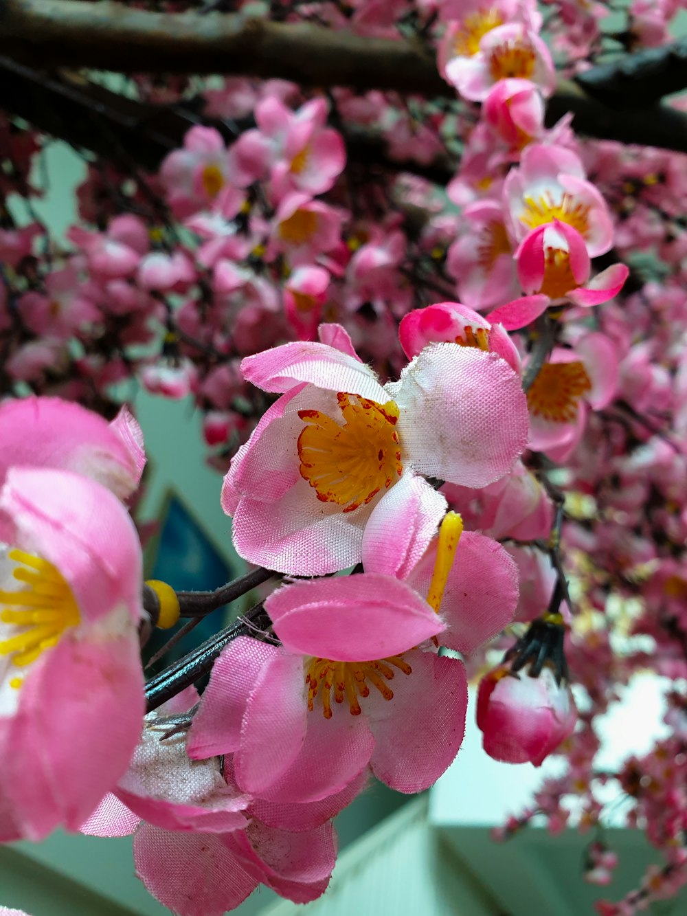 a close up of some flowers