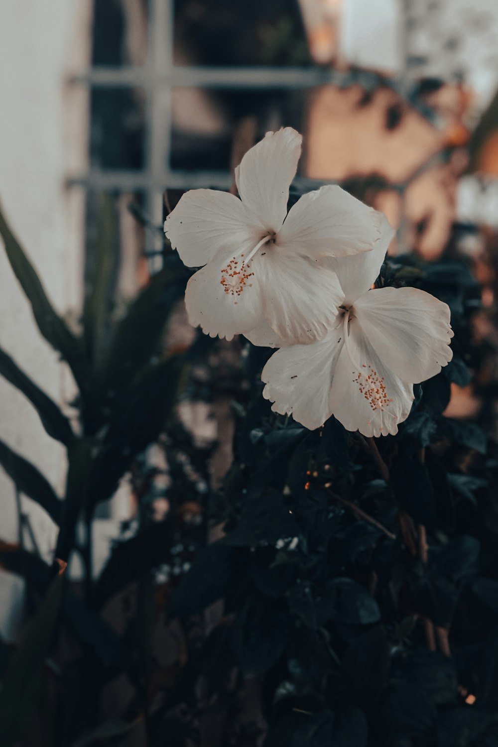 a close up of a flower