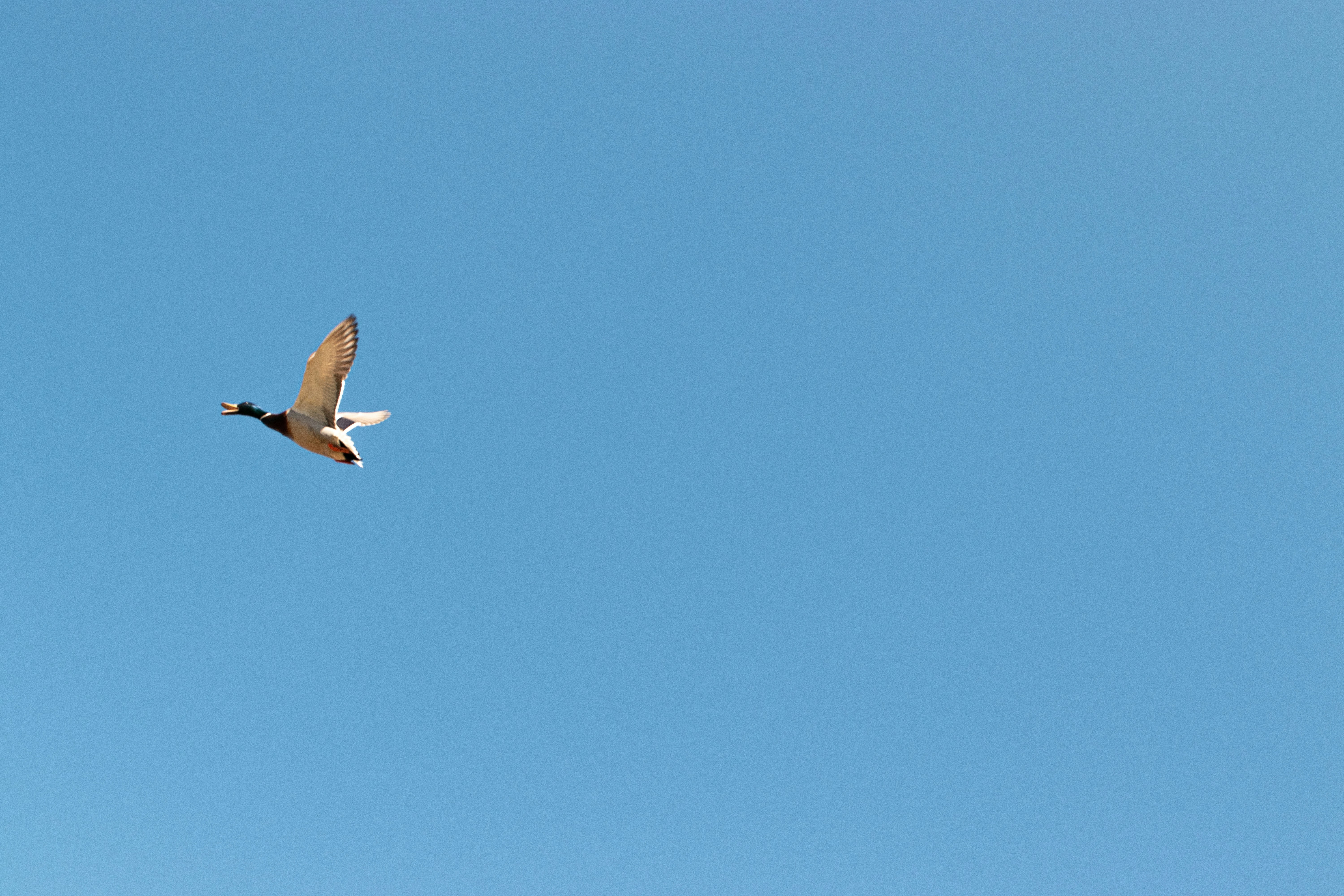 Photo by alpridephoto