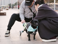 a person pushing a dog on a skateboard