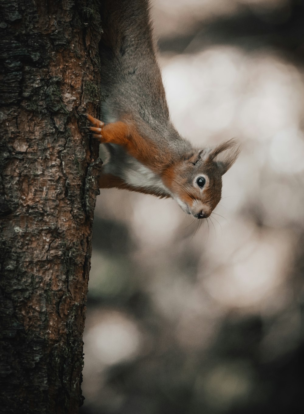 a squirrel climbing a tree