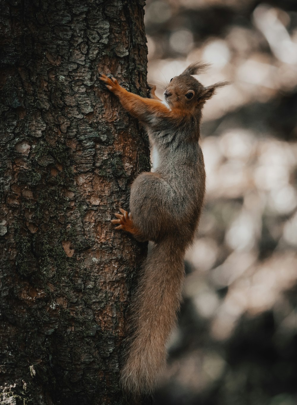 a squirrel climbing a tree