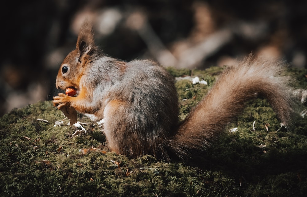 a squirrel eating something