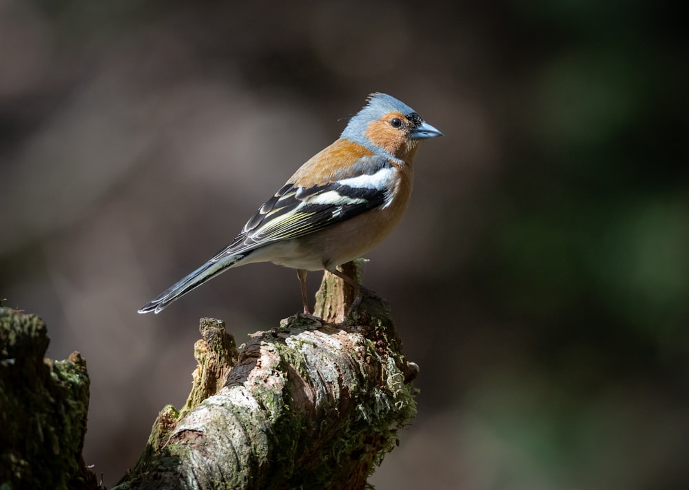 Un uccello appollaiato su un ceppo d'albero