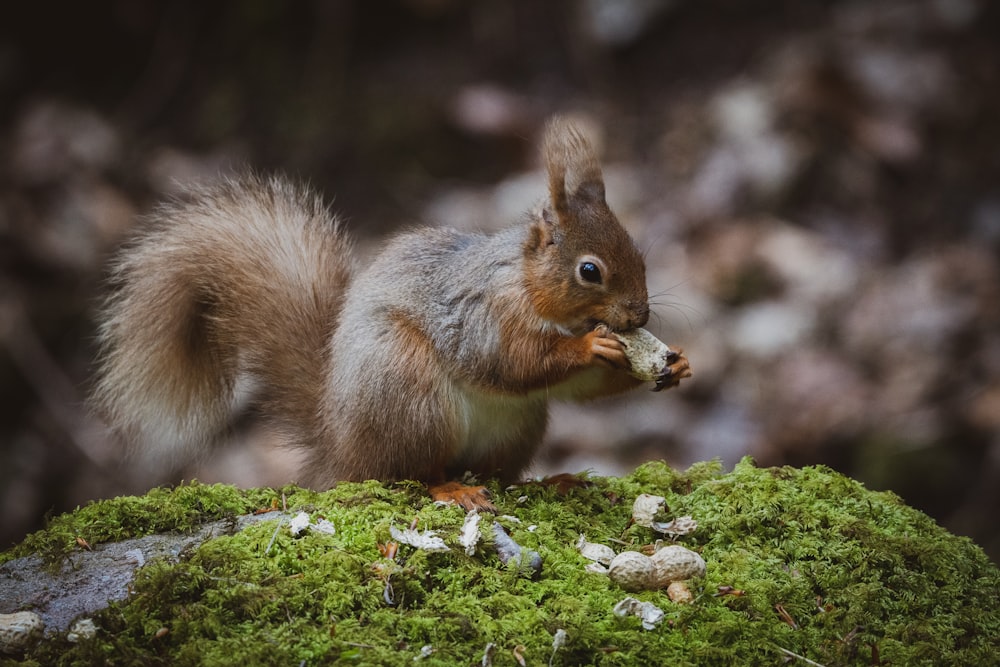 a squirrel eating a nut