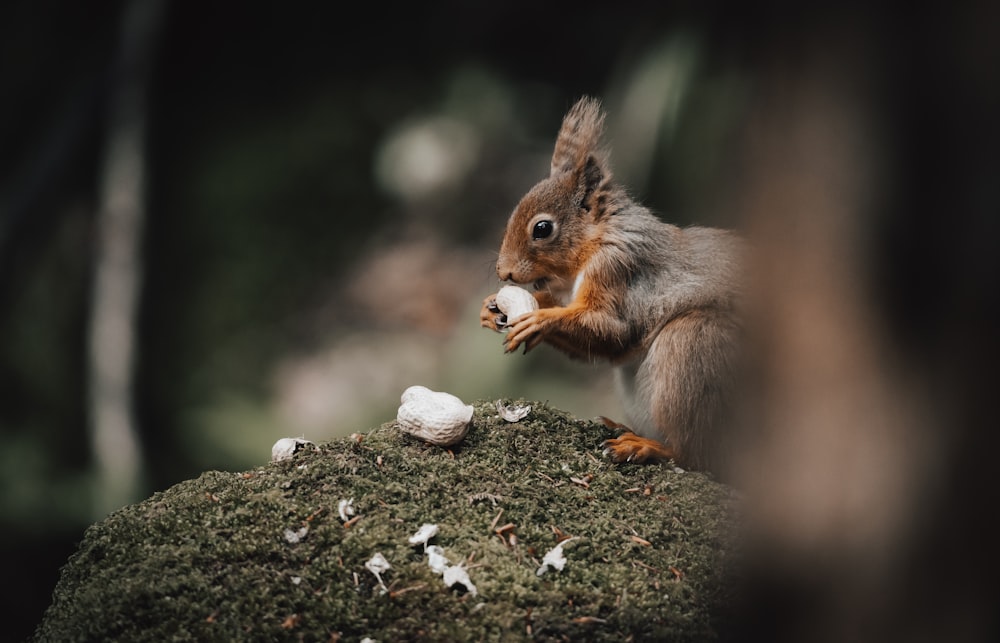 a squirrel eating something