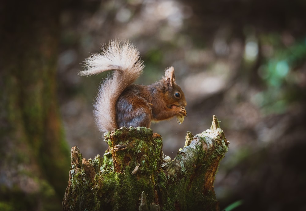 a squirrel eating a nut