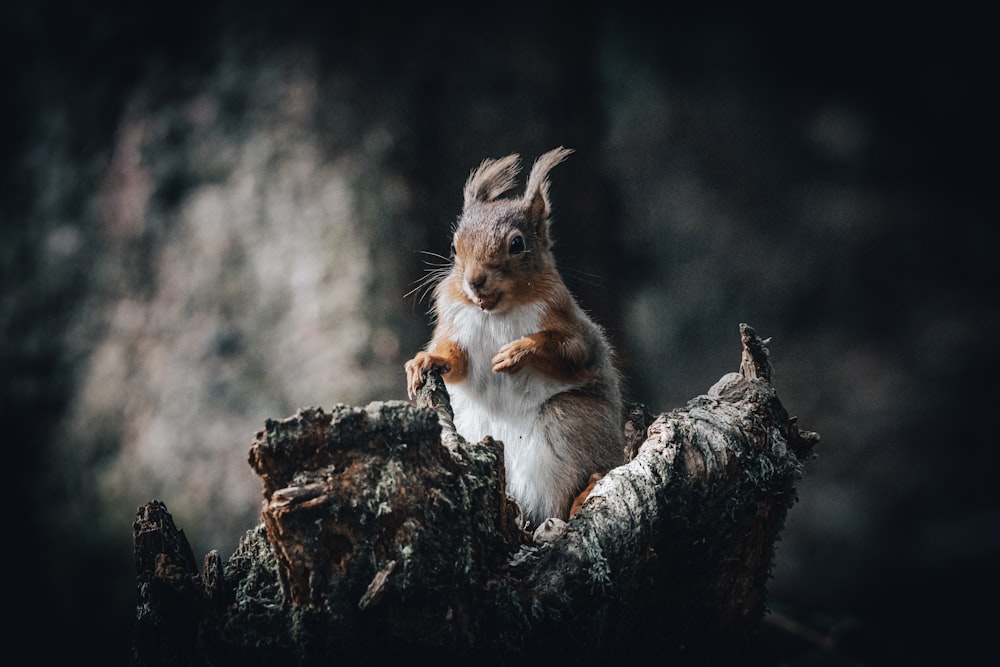 a squirrel on a tree stump