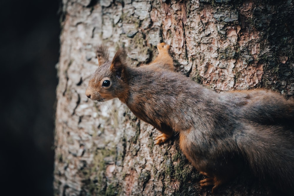 a squirrel on a tree