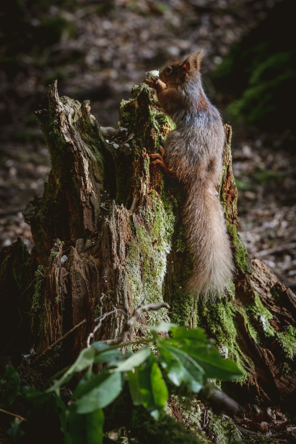 a squirrel standing on a tree stump