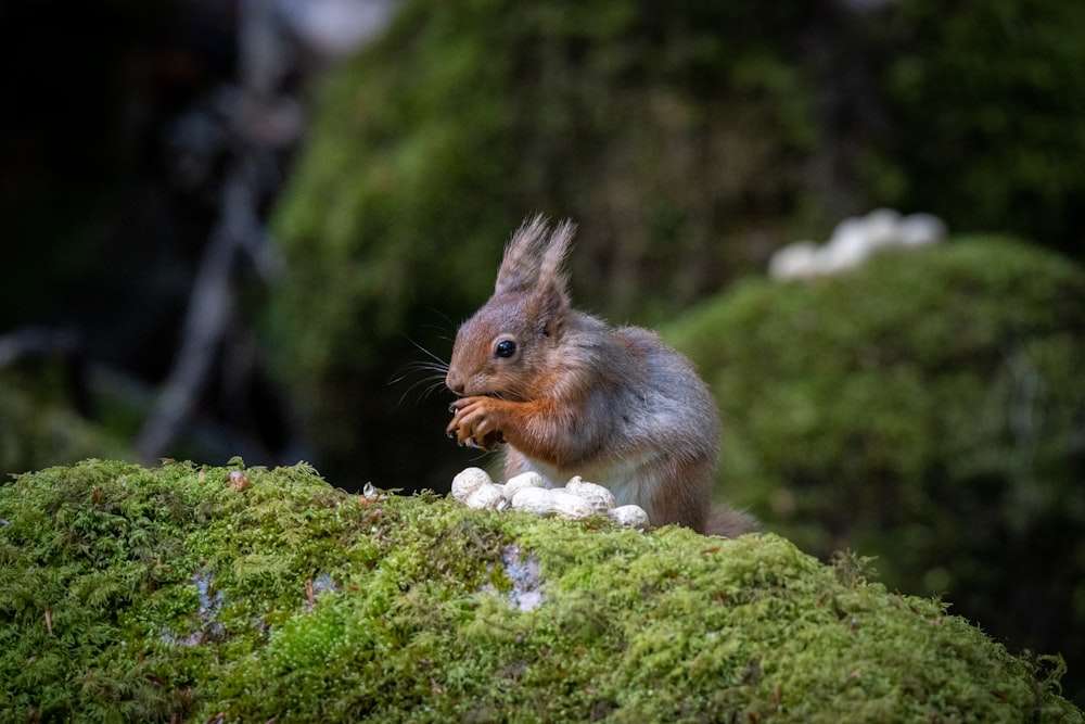 a squirrel eating a nut