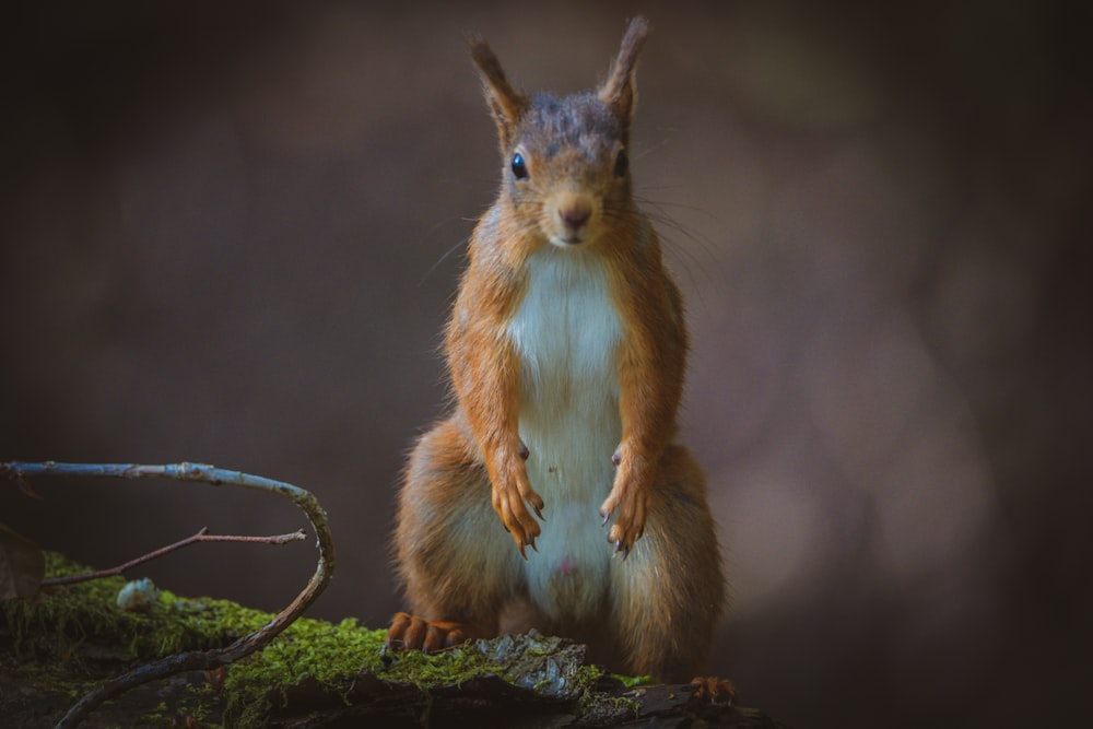 a squirrel standing on a branch