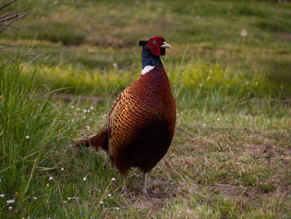 a bird standing in a grassy area