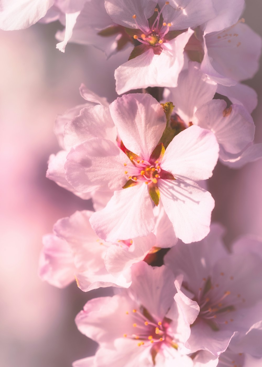 a close up of flowers