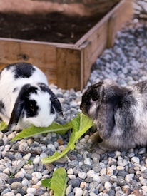 Two rabbits are positioned on a ground covered with small pebbles, each nibbling on fresh green lettuce leaves. One rabbit has a black and white fur pattern, while the other has a mix of gray and brown fur.