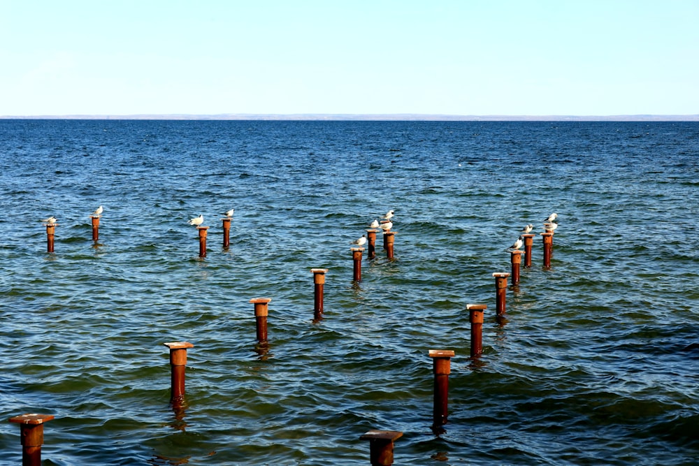 a group of wooden posts in the water