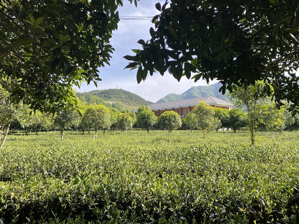 a field of green plants with a building in the background