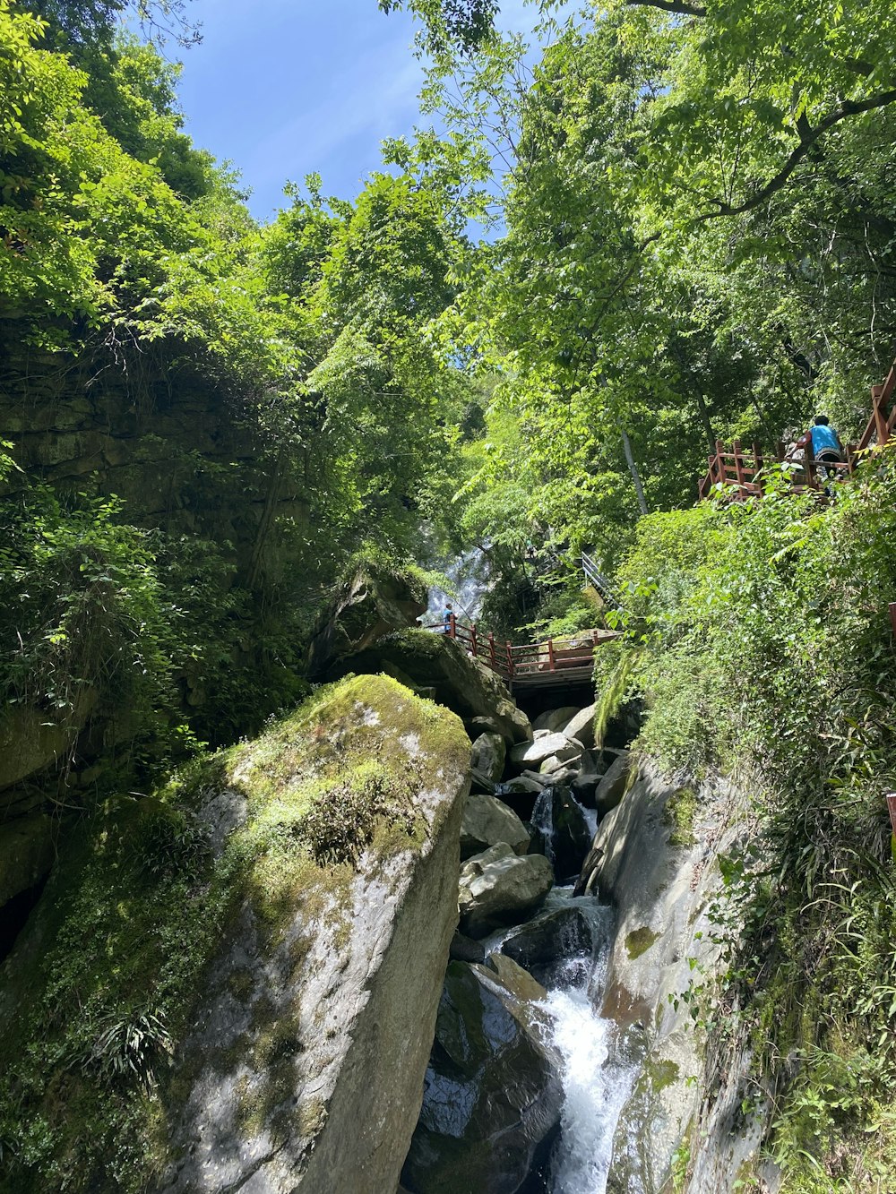 a river running through a forest