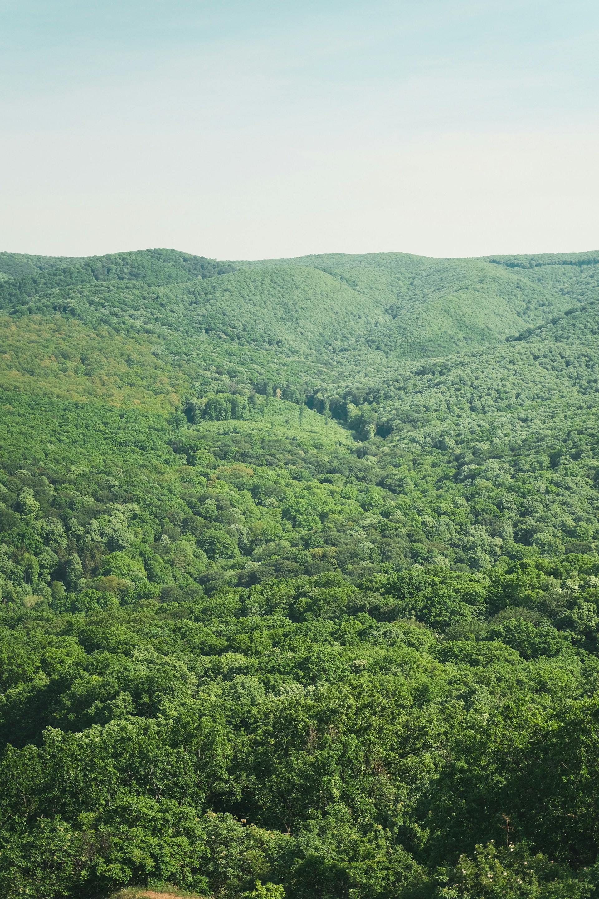 a large green landscape