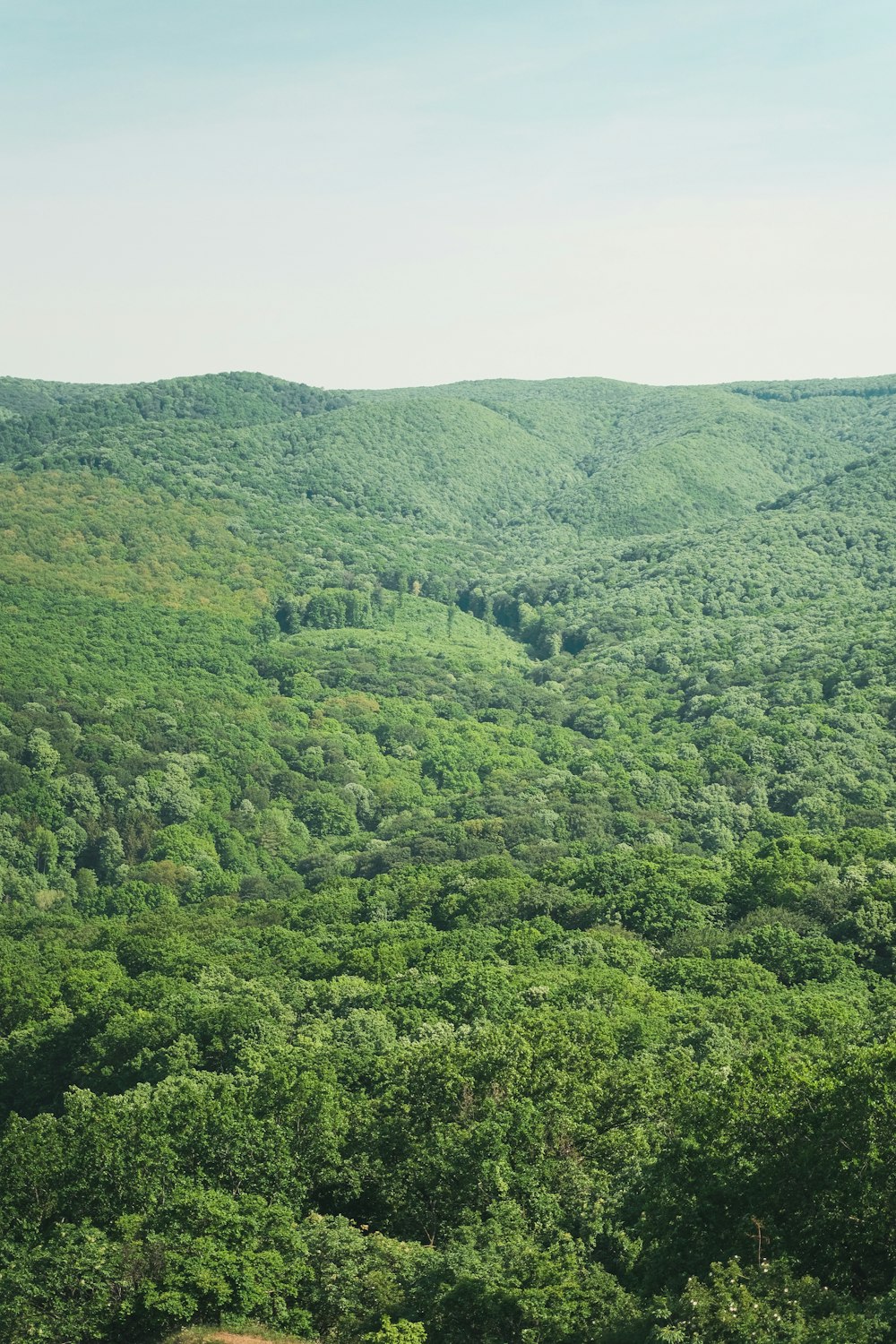 a large green landscape