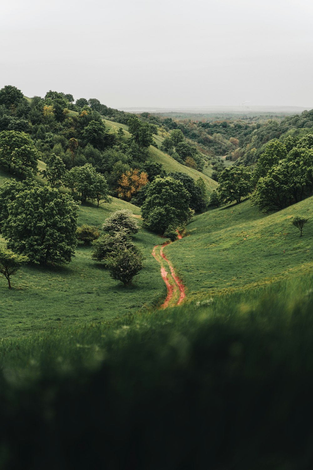 a landscape with trees and grass