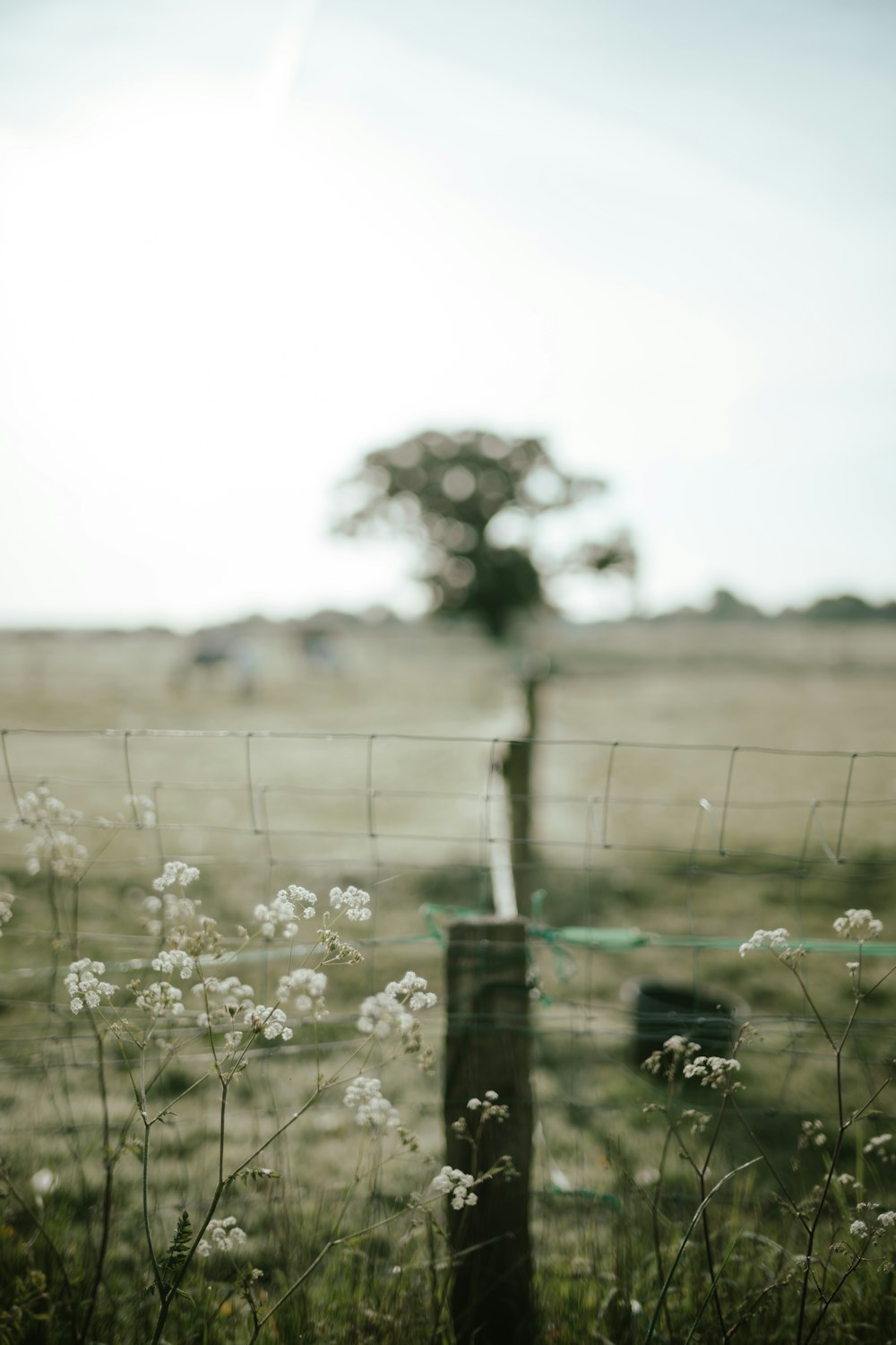 a tree behind a fence