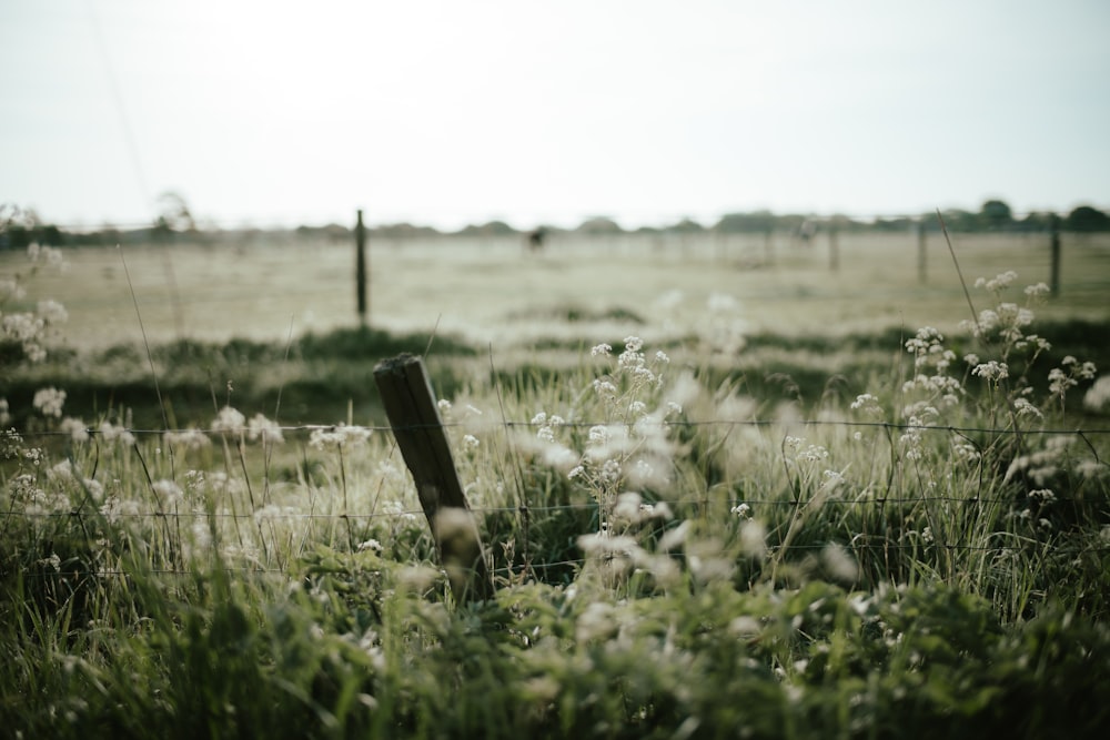 a field of flowers