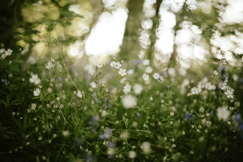 a close up of some flowers